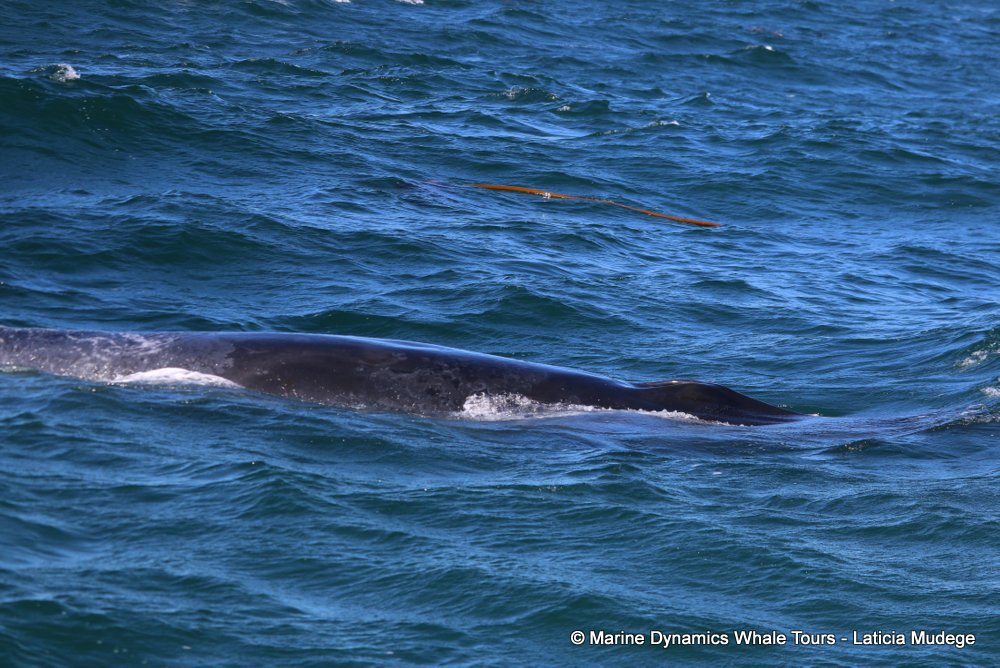 bryde's whale, whale watching, gansbaai, south africa,