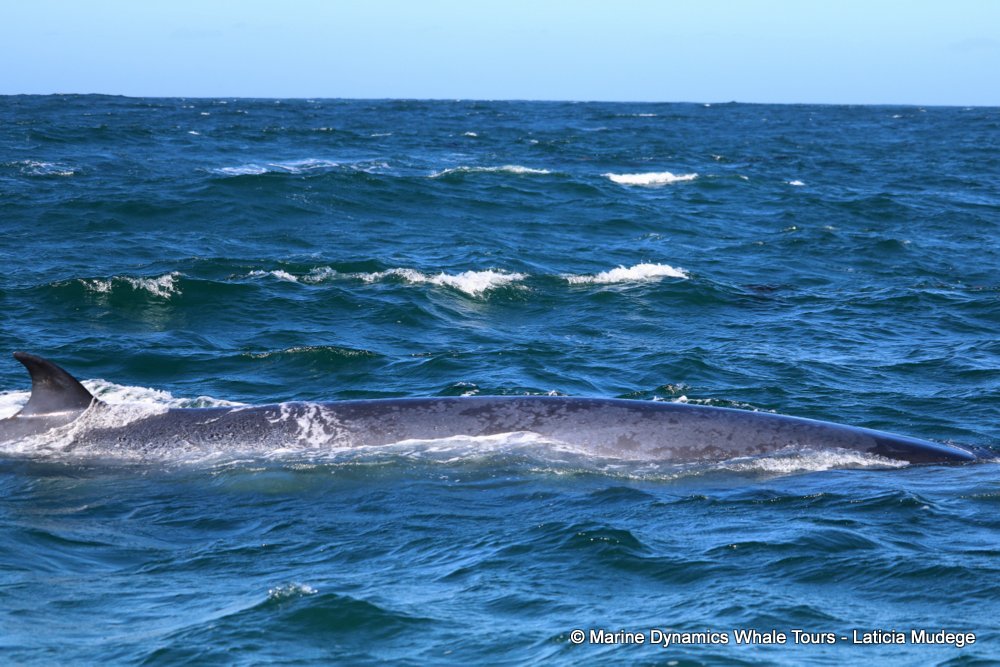 bryde's whale, whale watching, gansbaai, south africa,