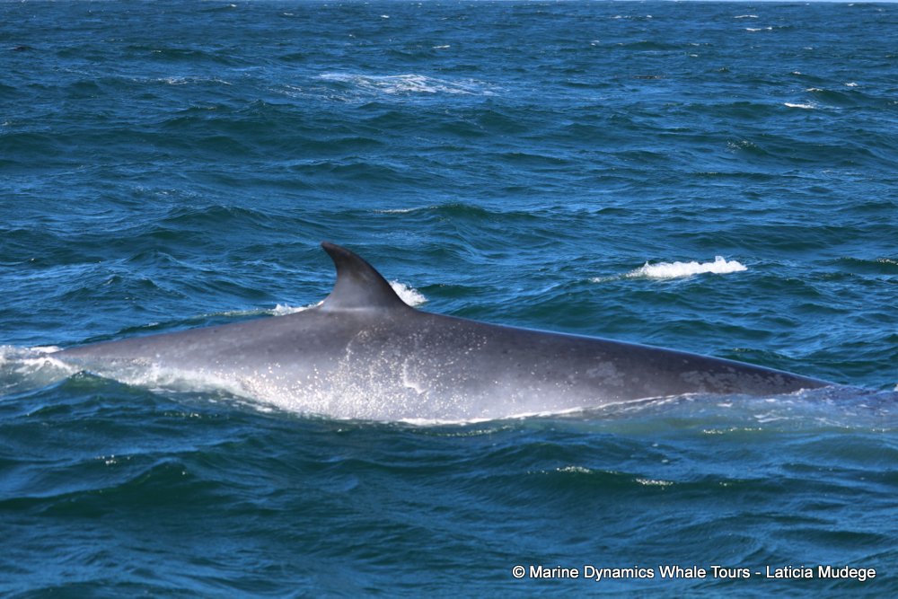bryde's whale, whale watching, gansbaai, south africa,