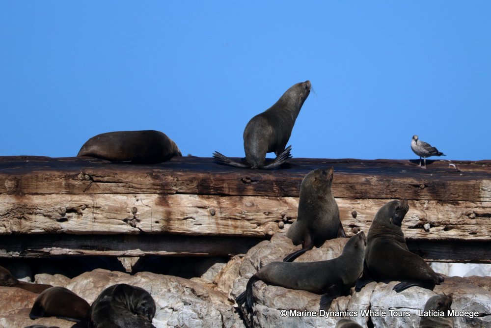 cape fur seal, whale watching, gansbaai, south africa