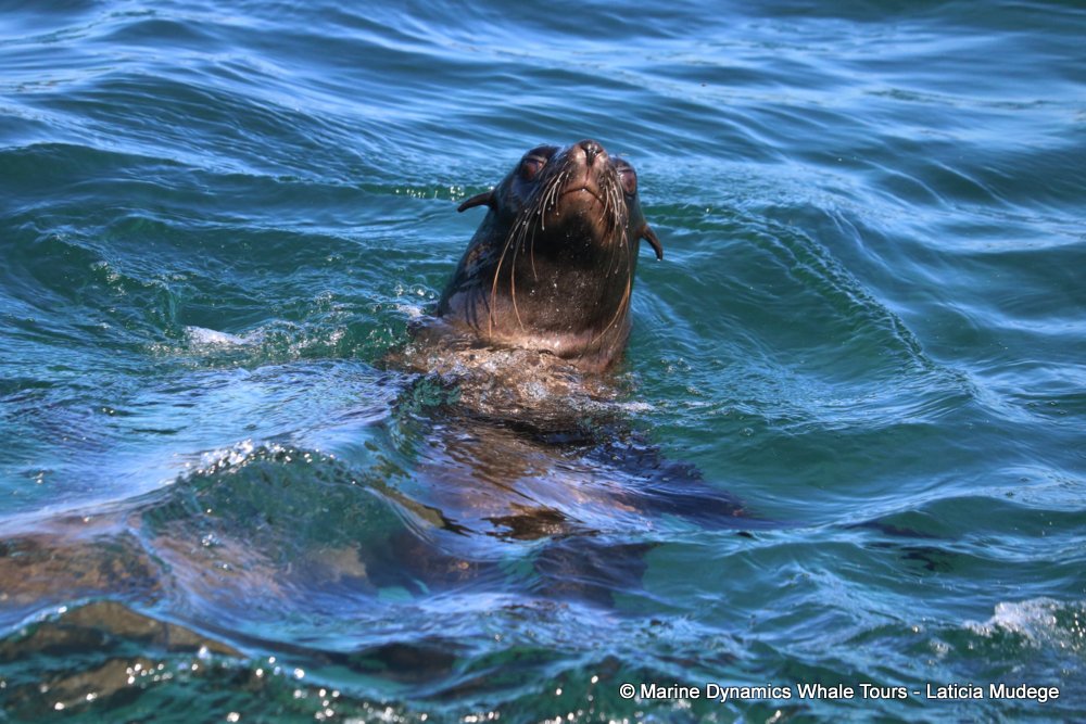 cape fur seal, whale watching, gansbaai, south africa