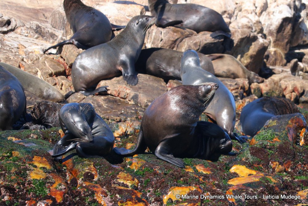 cape fur seal, whale watching, gansbaai, south africa