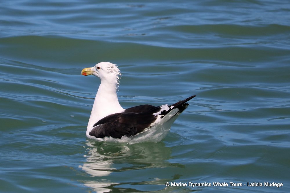 gull, whale watching, gansbaai, south africa,