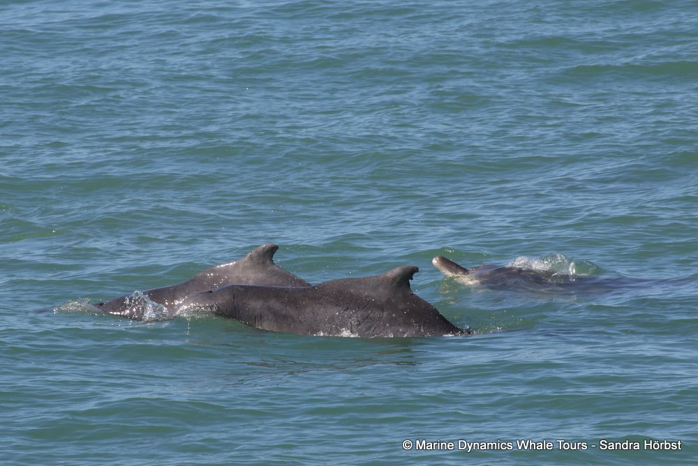 humpback dolphin, whale watching, gansbaai, south africa
