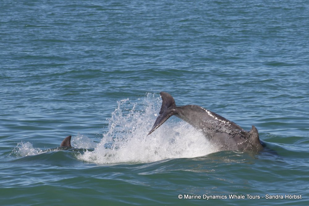 humpback dolphin, whale watching, gansbaai, south africa