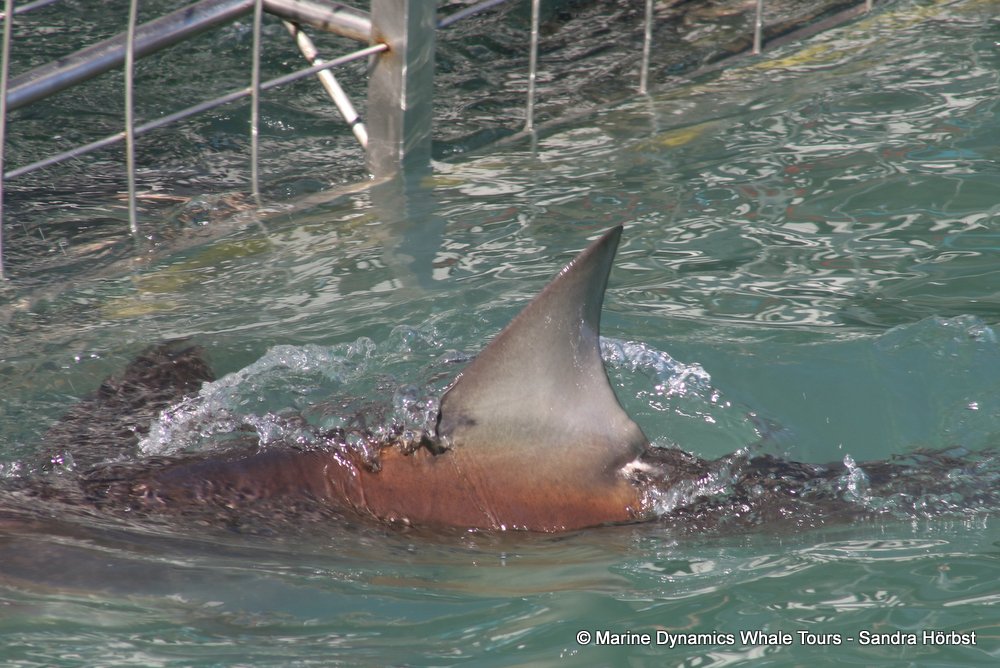 bronze whaler shark, whale watching, gansbaai, south africa,
