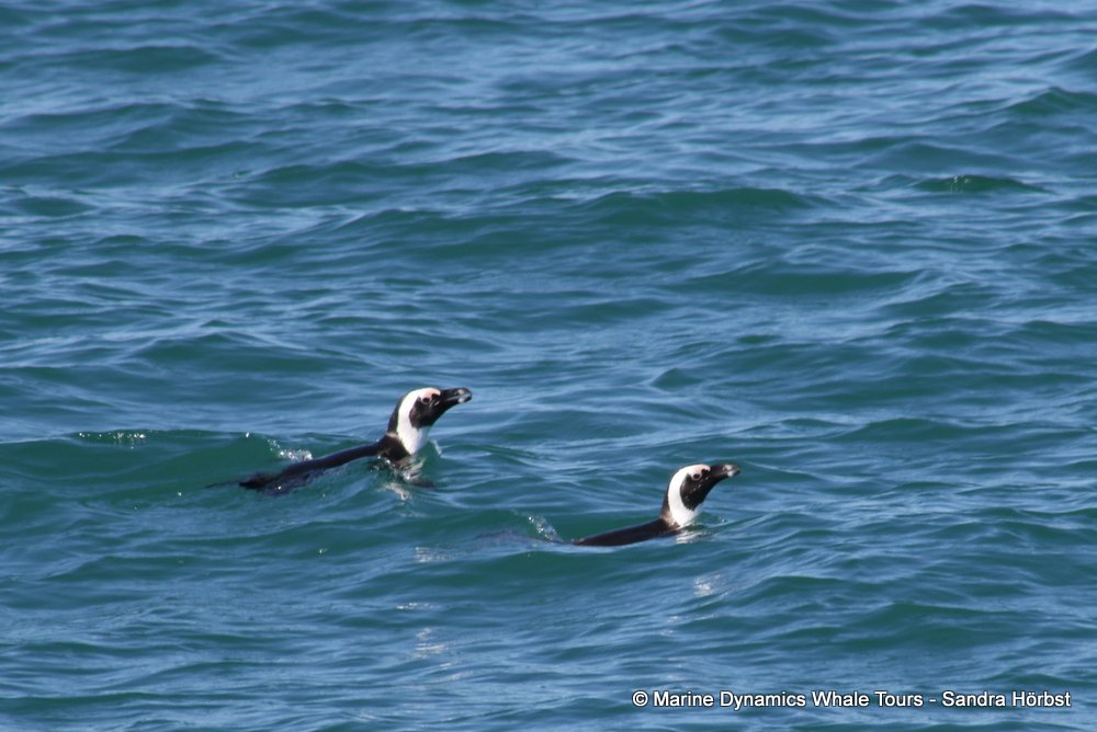penguins, whale watching, gansbaai, south africa,