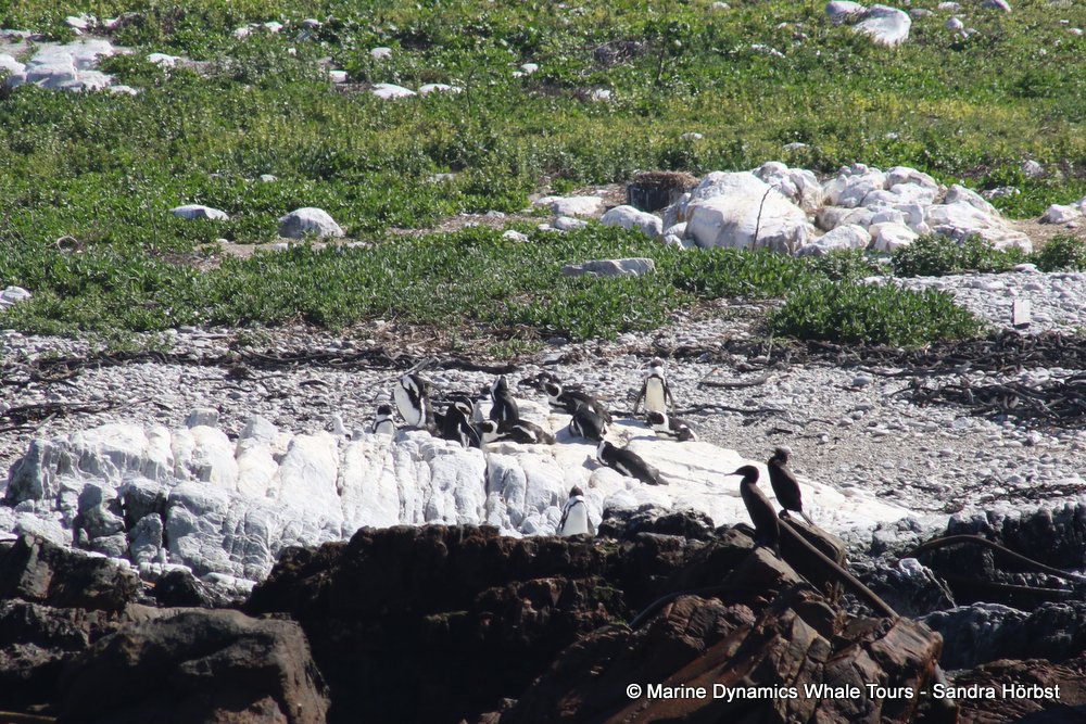 penguins, whale watching, gansbaai, south africa,