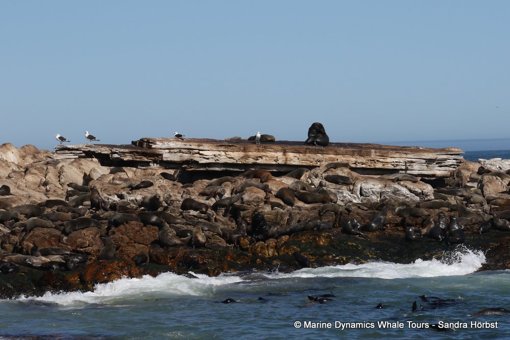 cape fur seal, whale watching, gansbaai, south africa