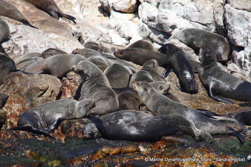 cape fur seal, whale watching, gansbaai, south africa