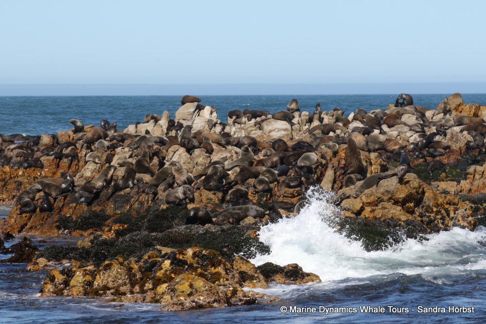 cape fur seal colony, whale watching, gansbaai, south africa,