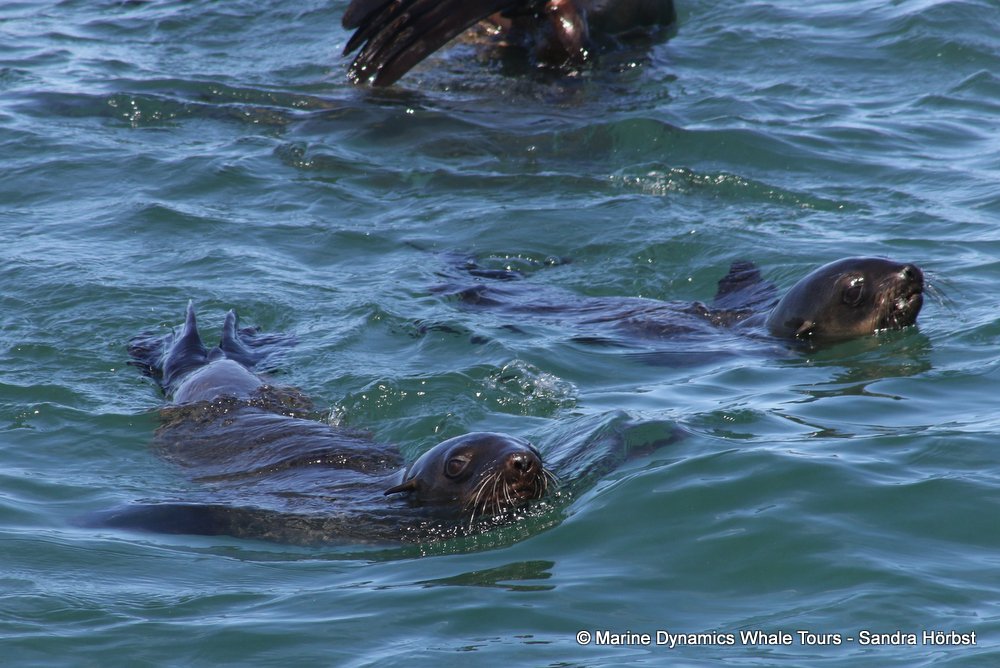 cape fur seal, whale watching, gansbaai, south africa