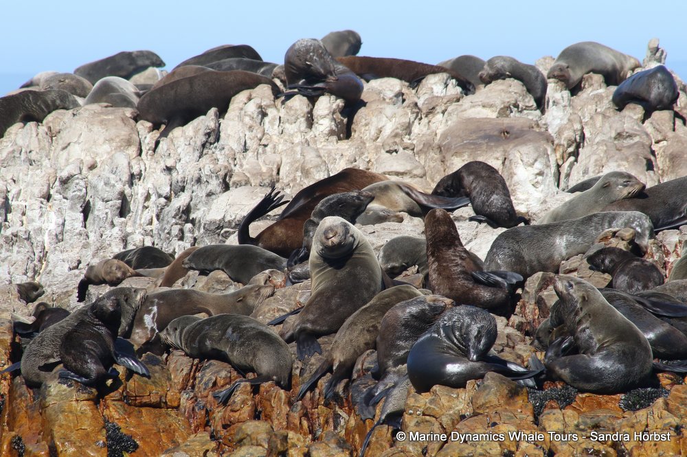 cape fur seal, whale watching, gansbaai, south africa