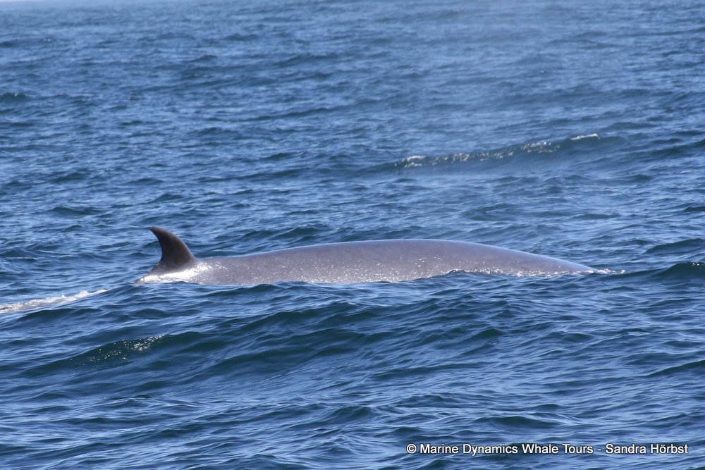 bryde's whale, whale watching, gansbaai, south africa,