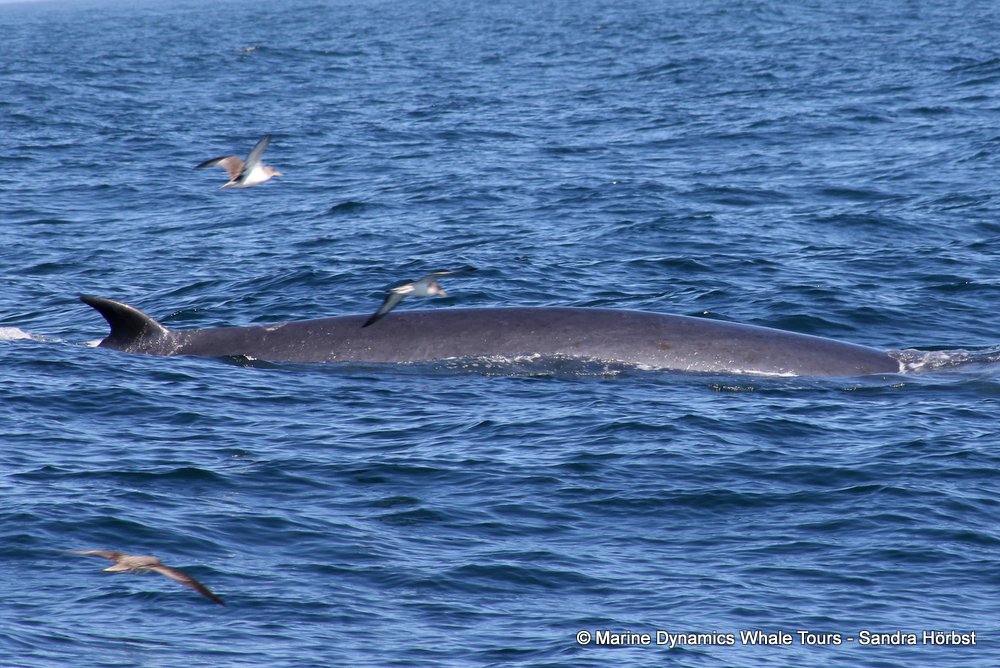 bryde's whale, whale watching, gansbaai, south africa,
