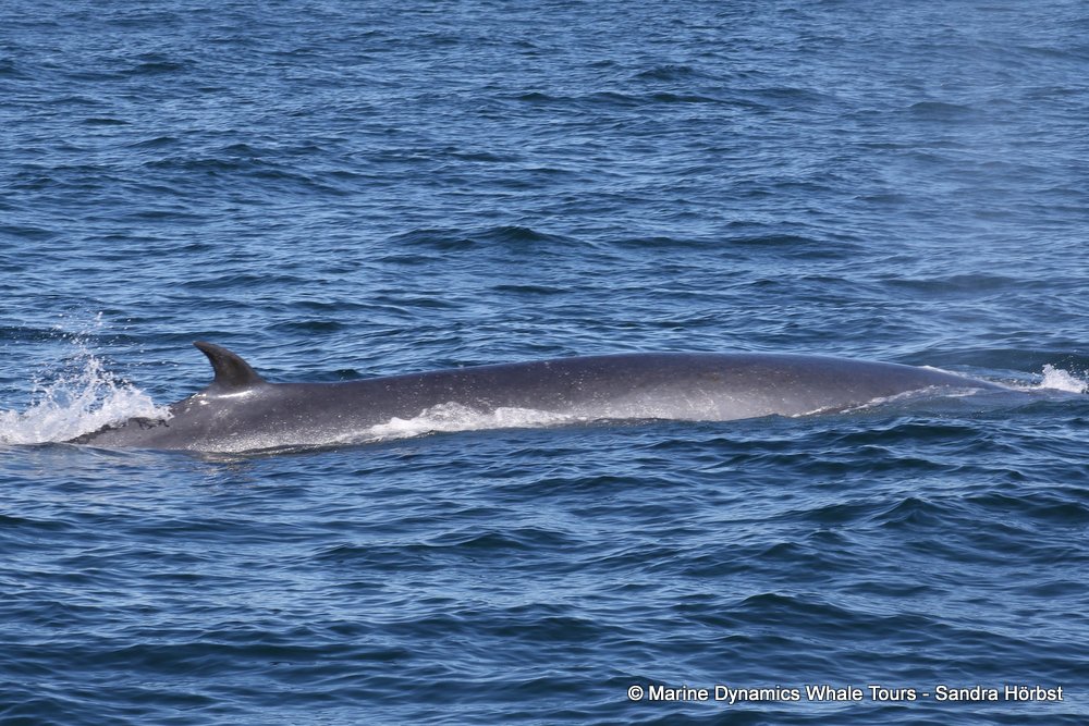 bryde's whale, whale watching, gansbaai, south africa,