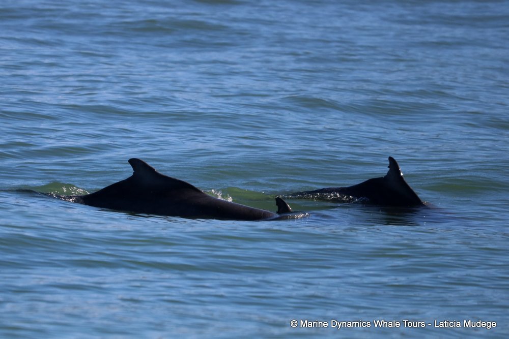humpback dolphin, whale watching, gansbaai, south africa