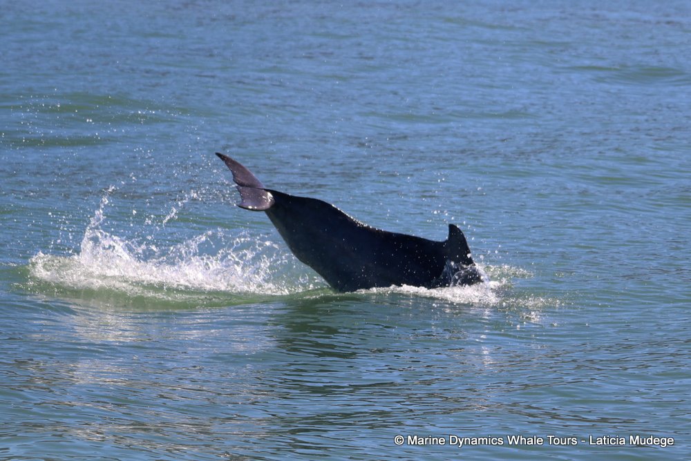 humpback dolphin, whale watching, gansbaai, south africa