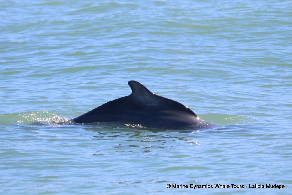 humpback dolphin, whale watching, gansbaai, south africa