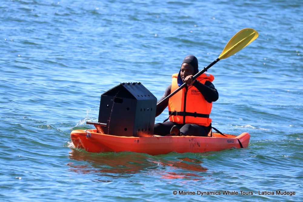 dyer island, whale watching, gansbaai, south africa,