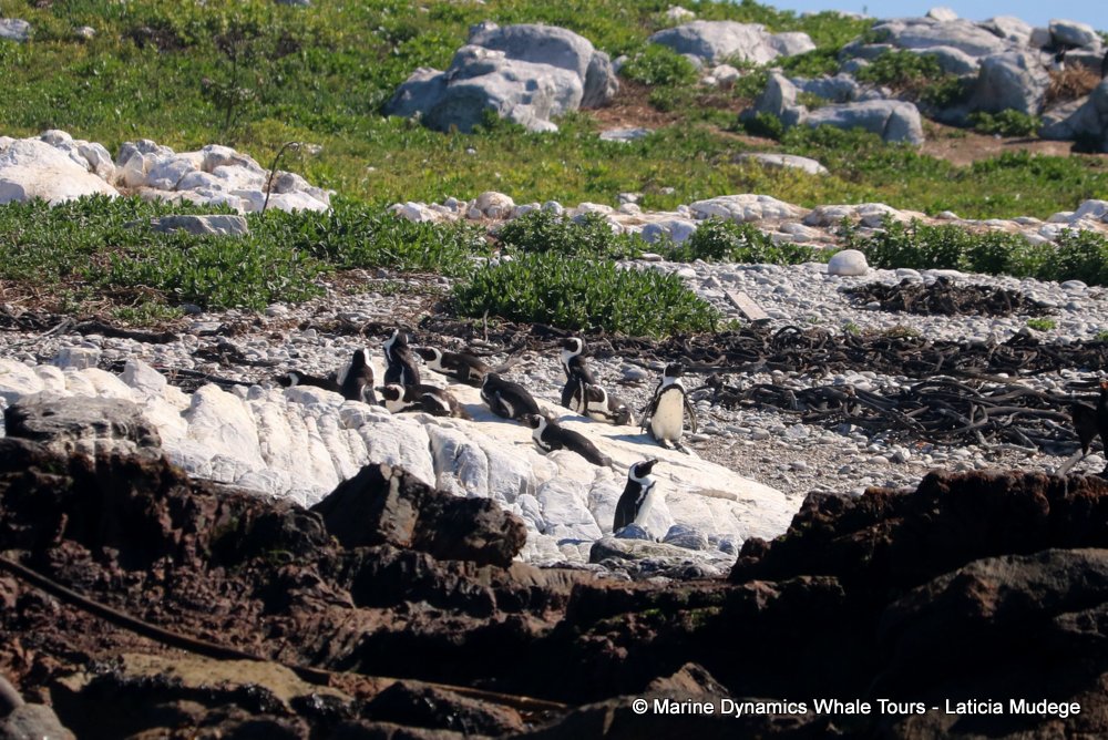 african penguin, whale watching, gansbaai, south africa