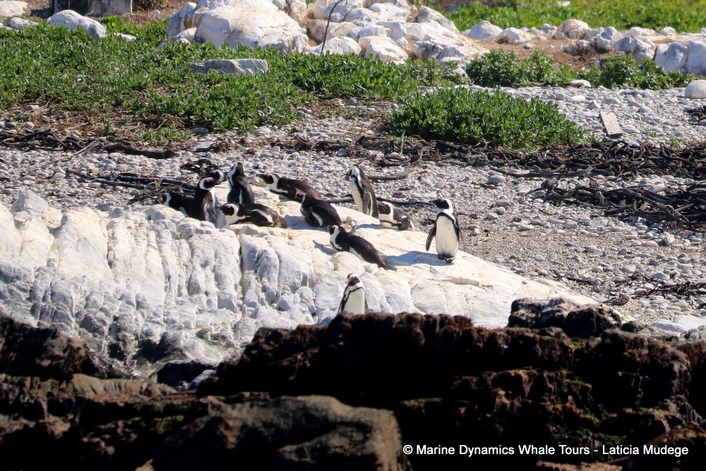 african penguin, whale watching, gansbaai, south africa