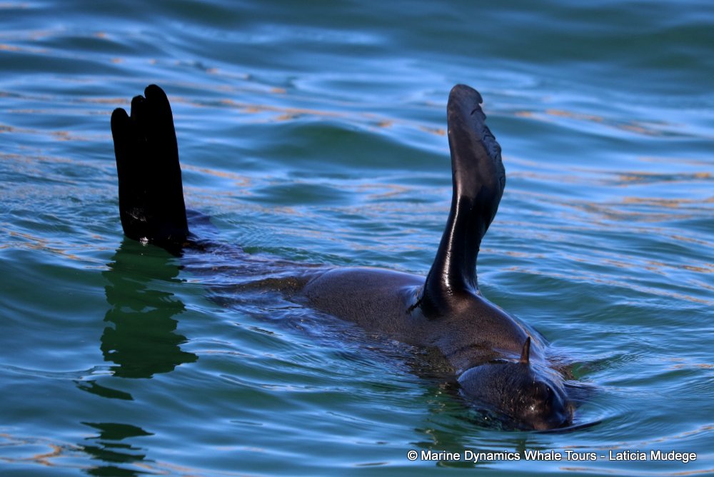 cape fur seal, whale watching, gansbaai, south africa