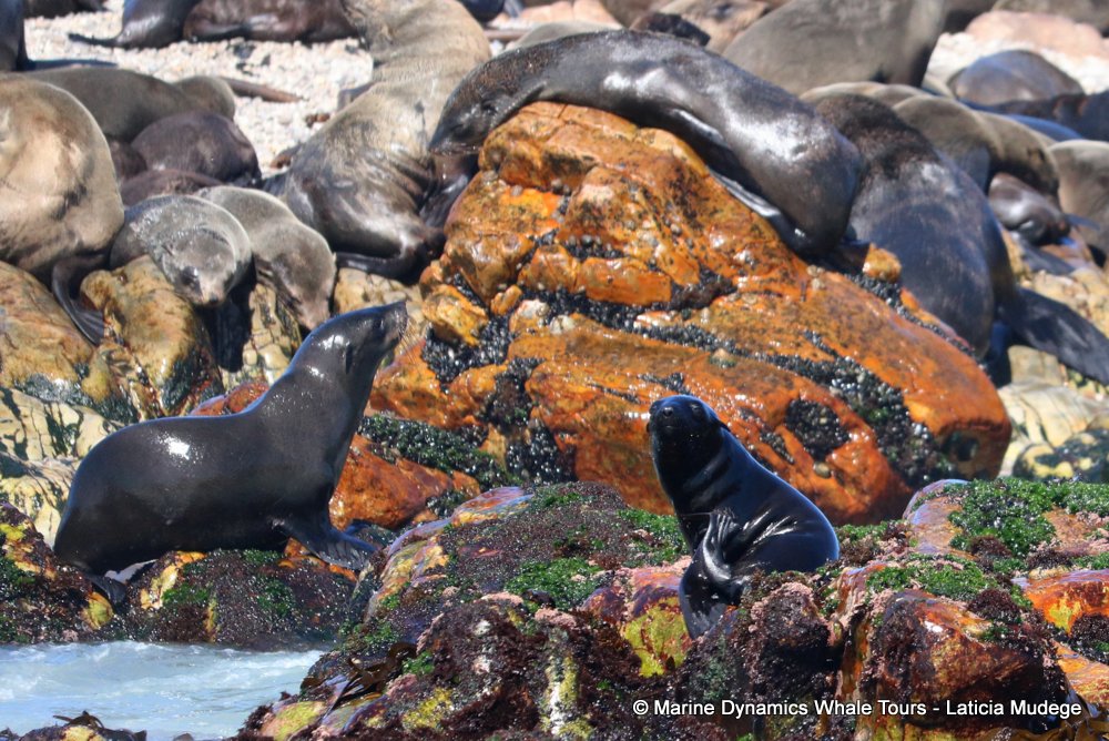 cape fur seal, whale watching, gansbaai, south africa