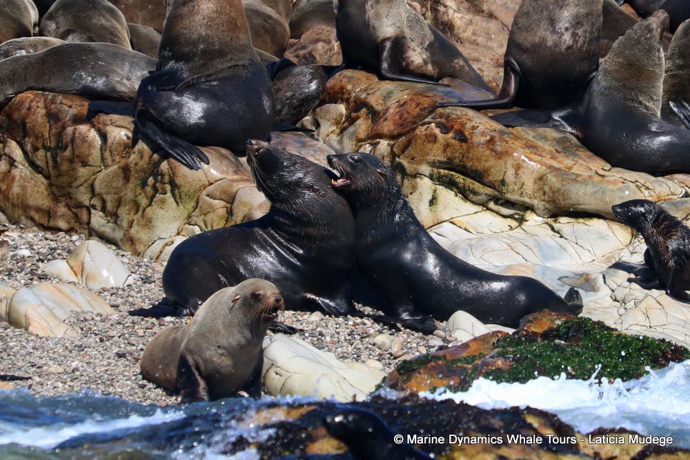cape fur seal, whale watching, gansbaai, south africa