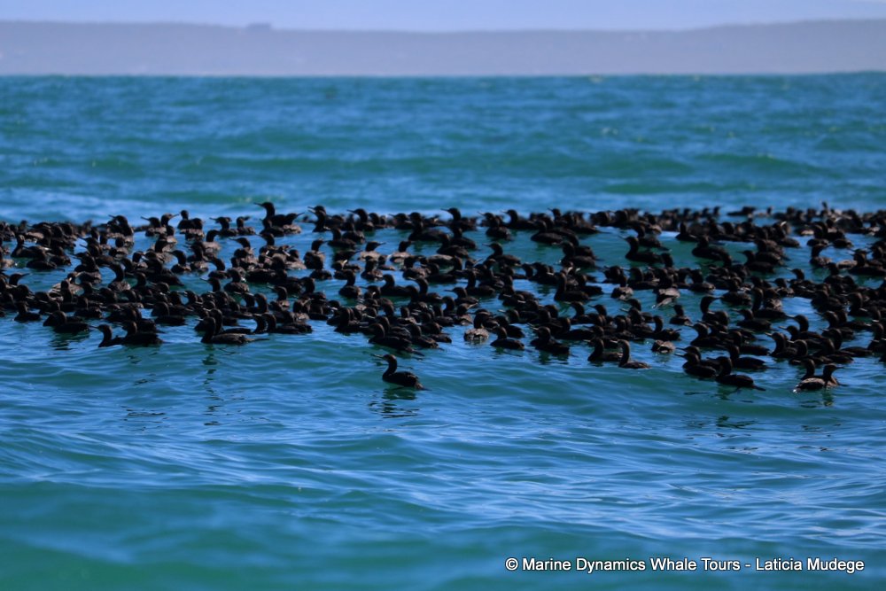cormorant, whale watching, gansbaai, south africa,