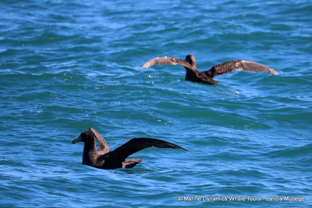 giant petrel, whale watching, gansbaai, south africa,