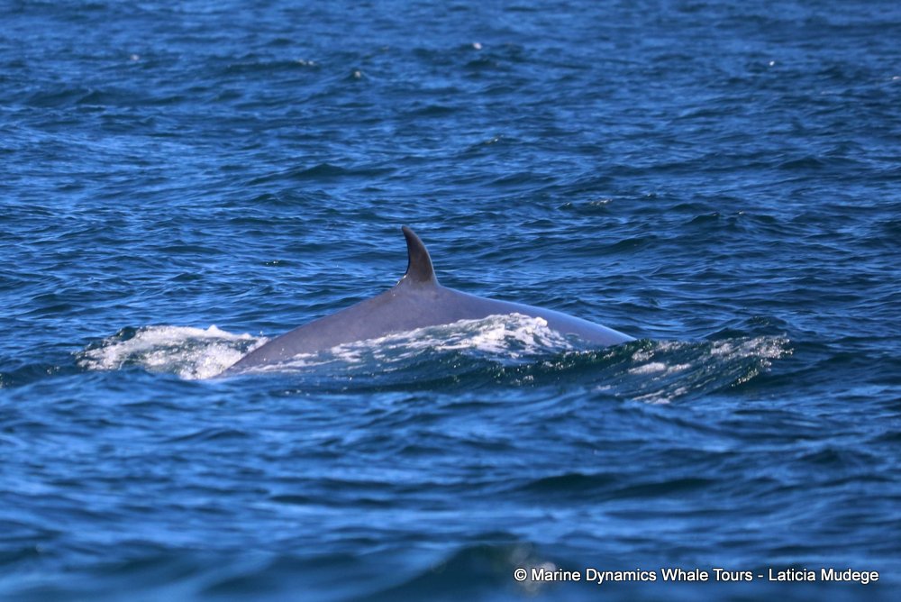 bryde's whale, whale watching, gansbaai, south africa,
