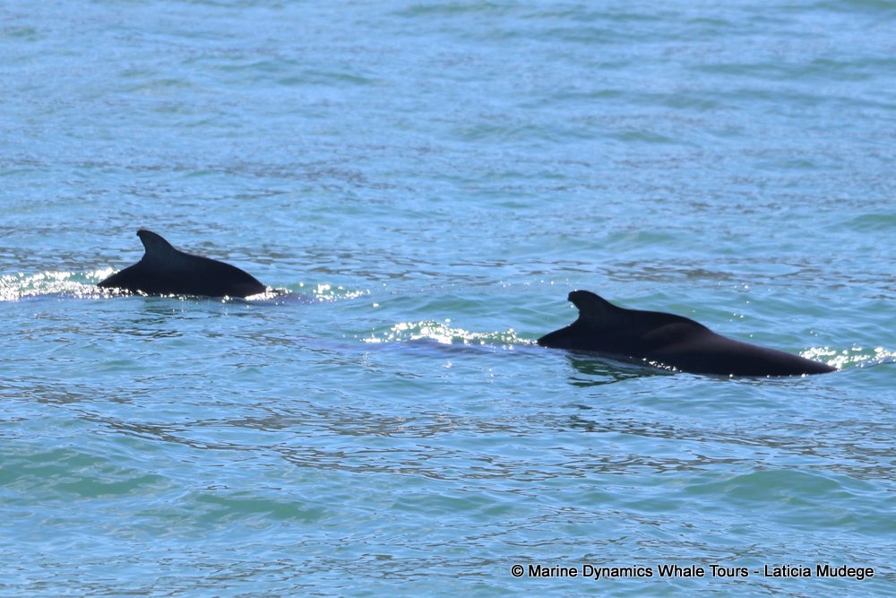 humpback dolphin, whale watching, gansbaai, south africa