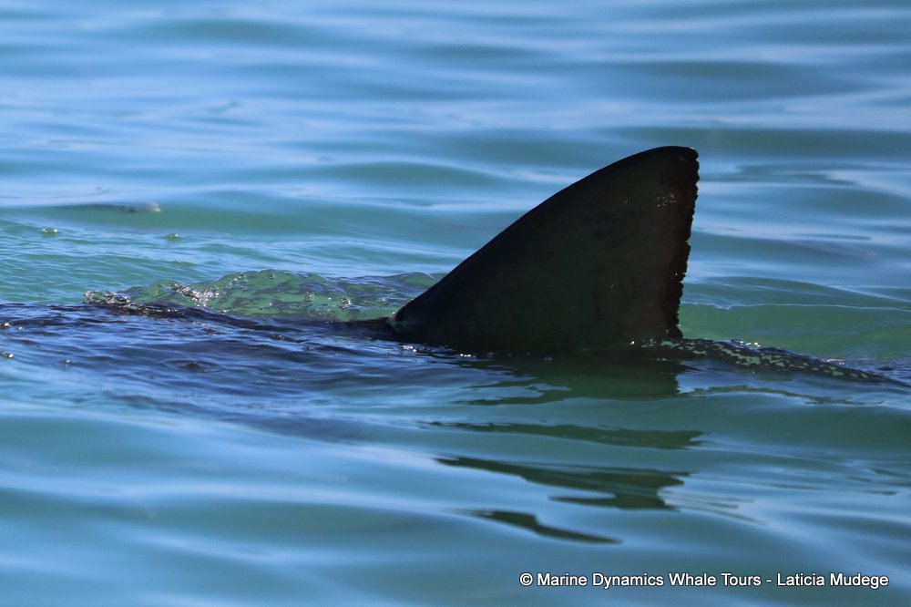 bronze whaler shark, whale watching, gansbaai, south africa,