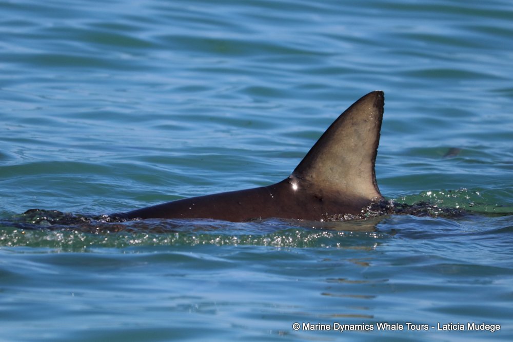 bronze whaler shark, whale watching, gansbaai, south africa,