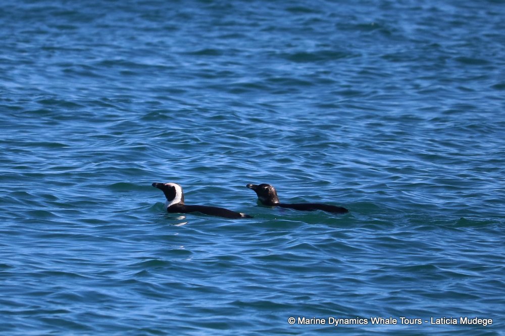 african penguin, whale watching, gansbaai, south africa