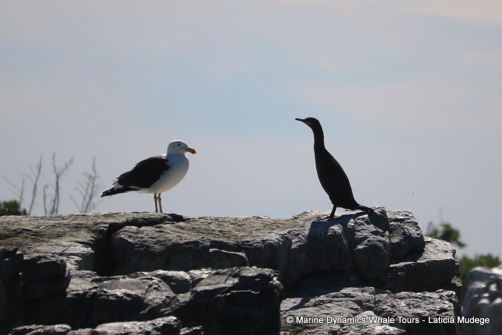 cormorant, whale watching, gansbaai, south africa,