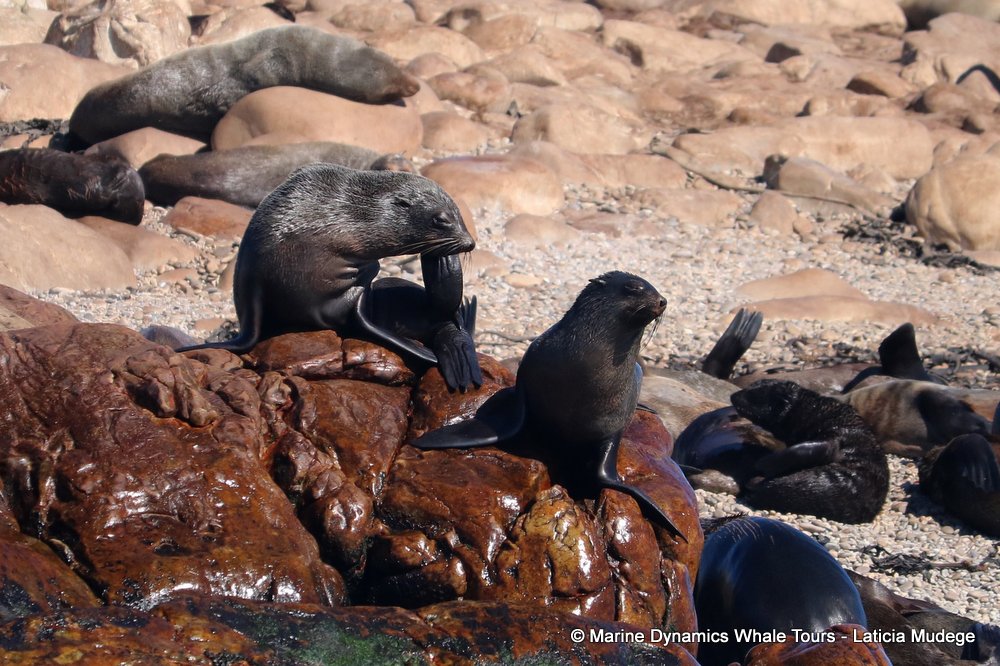cape fur seal, whale watching, gansbaai, south africa
