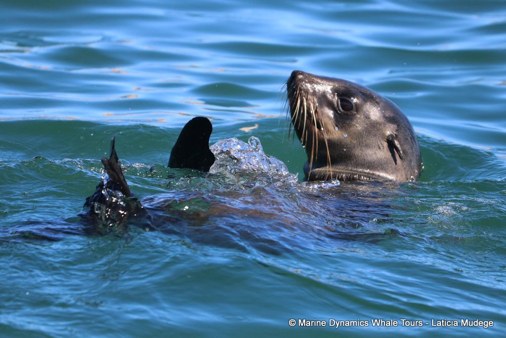 cape fur seal, whale watching, gansbaai, south africa