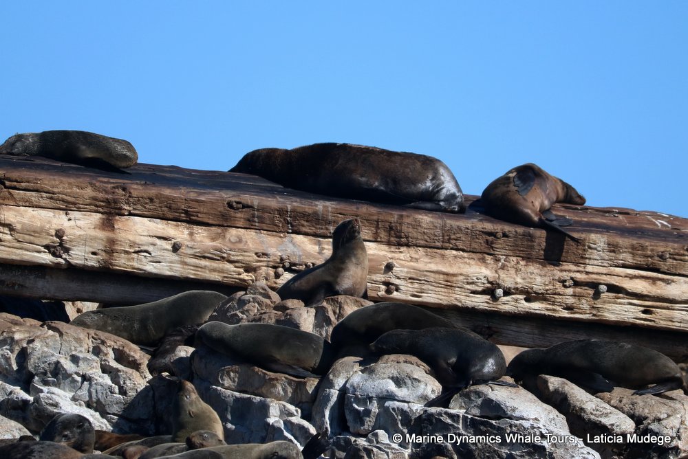 cape fur seal, whale watching, gansbaai, south africa