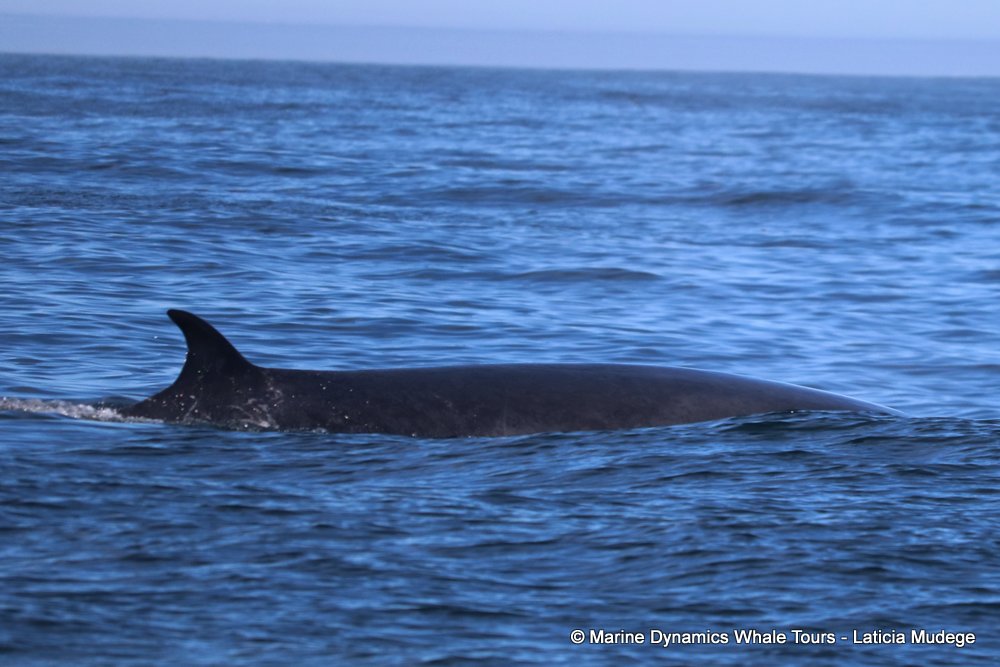 bryde's whale, whale watching, gansbaai, south africa,