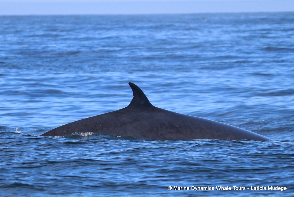 bryde's whale, whale watching, gansbaai, south africa,
