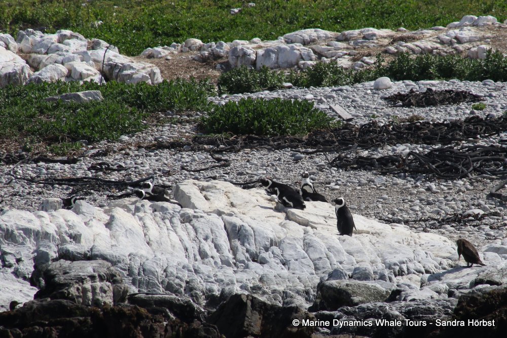 penguins, whale watching, gansbaai, south africa,