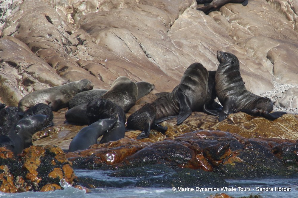 cape fur seal, whale watching, gansbaai, south africa