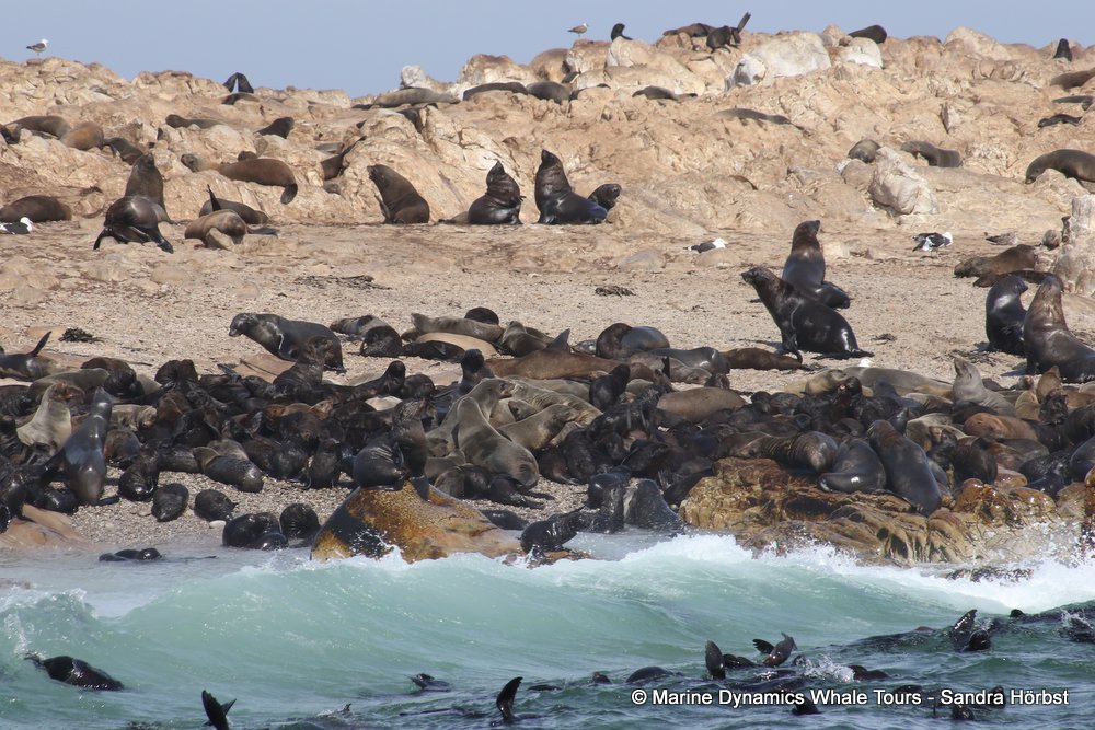 cape fur seal, whale watching, gansbaai, south africa