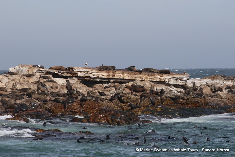 cape fur seal, whale watching, gansbaai, south africa