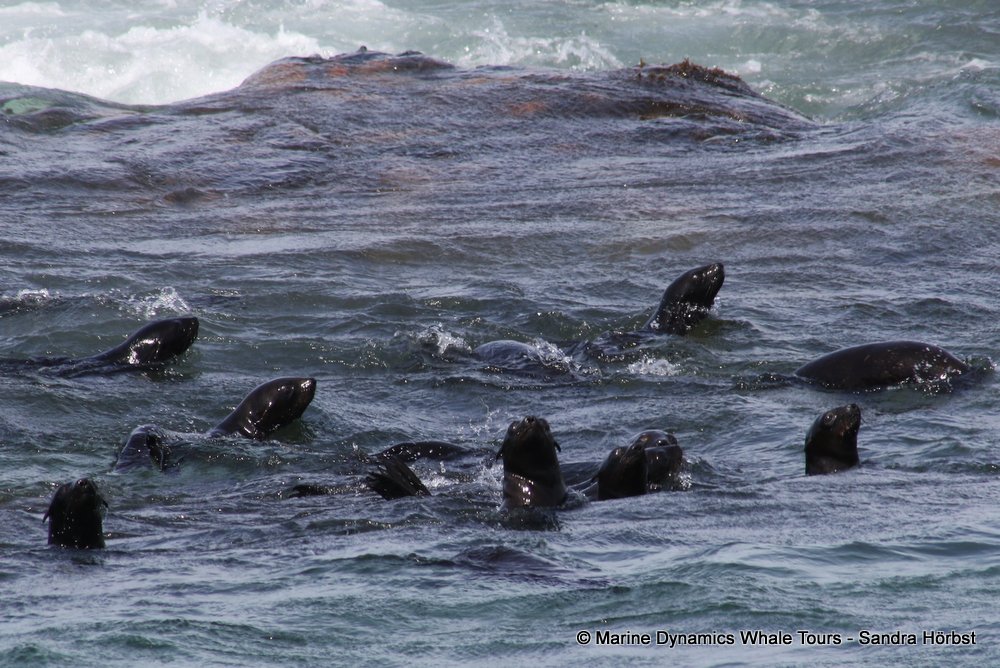 cape fur seal, whale watching, gansbaai, south africa