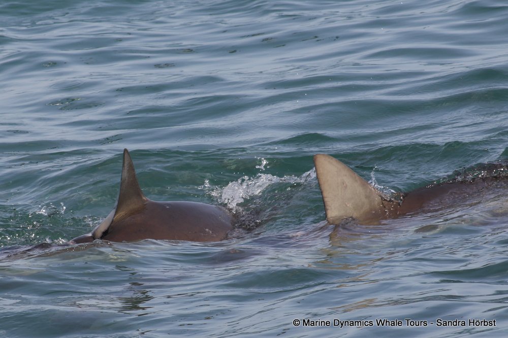 bronze whaler shark, whale watching, gansbaai, south africa,
