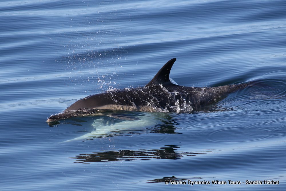dolphin, whale watching, gansbaai, south africa,