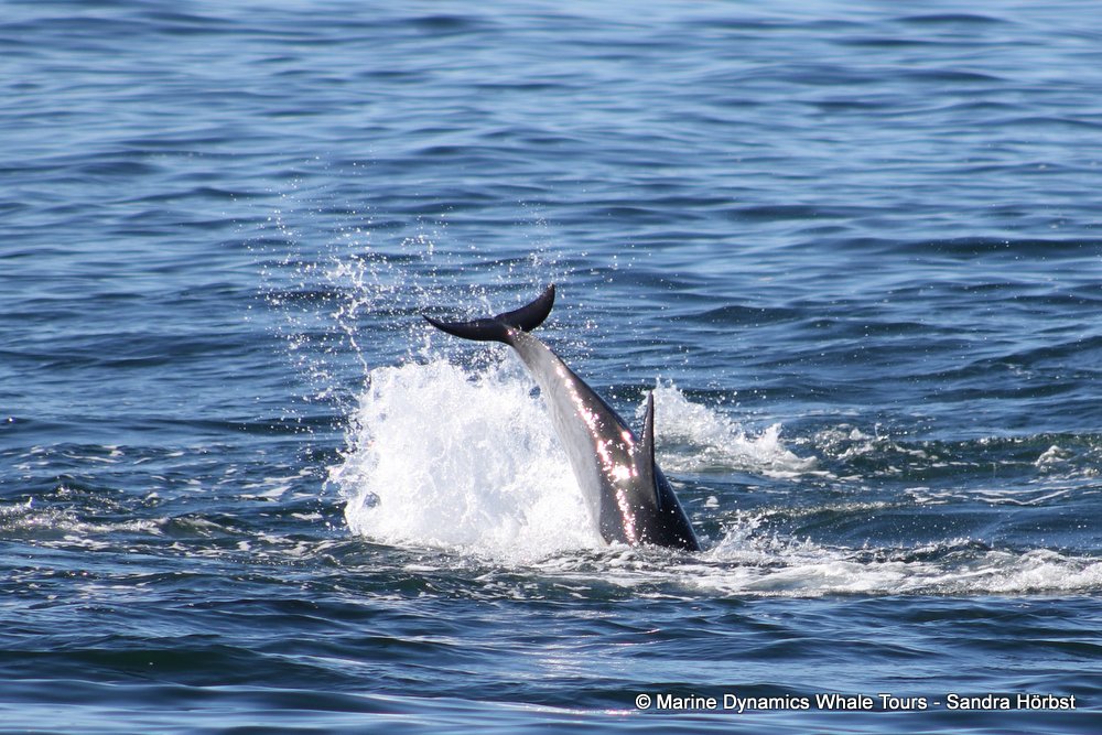 dolphin, whale watching, gansbaai, south africa,